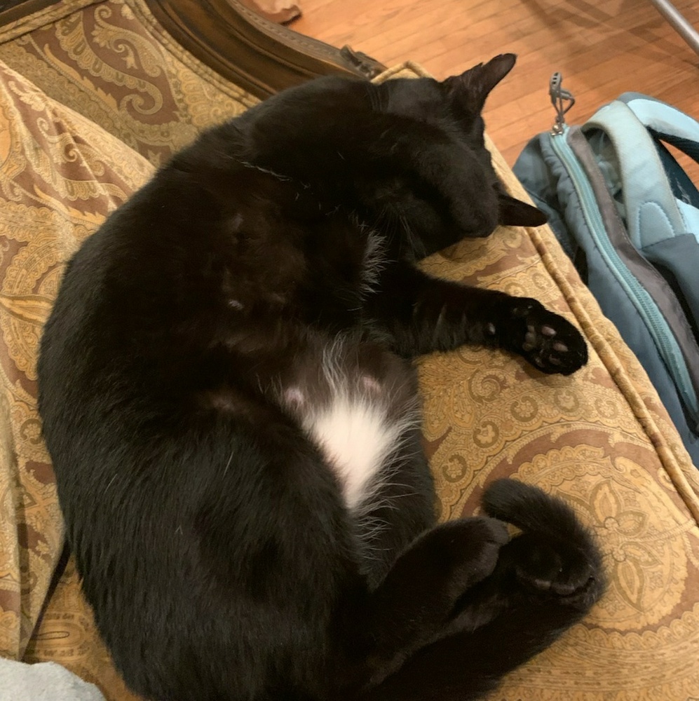 Meet your Posher, Samantha